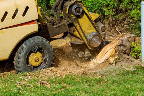 Best Tree Clearing Services  in East Grand Forks, MN